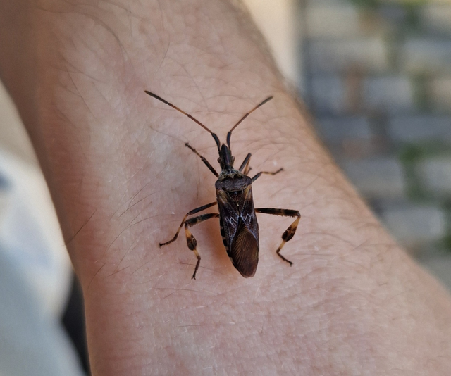 Leptoglossus occidentalis - nyugati levéllábú poloska Leptoglossus occidentalis - nyugati levéllábú poloska