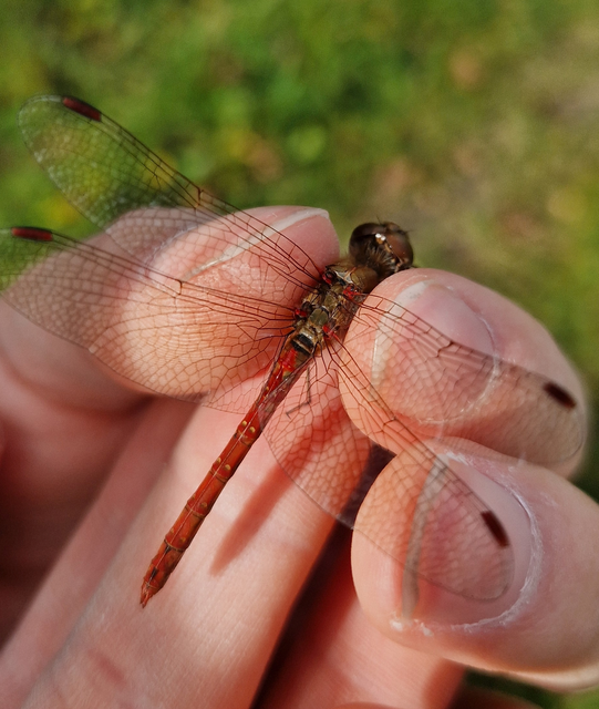 Sympetrum striolatum - harántsávos katona-szitakötő