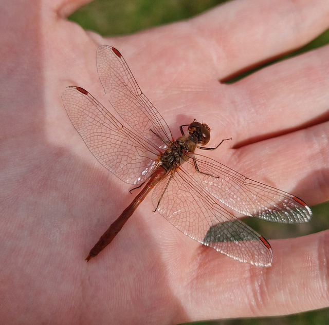 Sympetrum meridionale - fakó katona-szitakötő