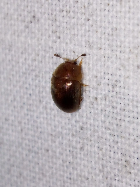 Cychramus luteus - sárga fénybogár Cychramus luteus - sárga fénybogár