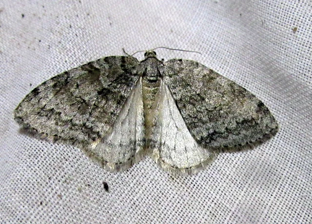 Epirrita christyi/dilutata