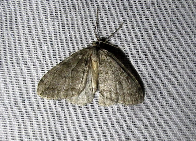 Epirrita christyi/dilutata
