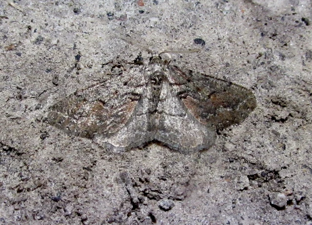 Agriopis bajaria - kökény-téliaraszoló