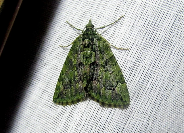 Chloroclysta siterata - salátazöld araszoló