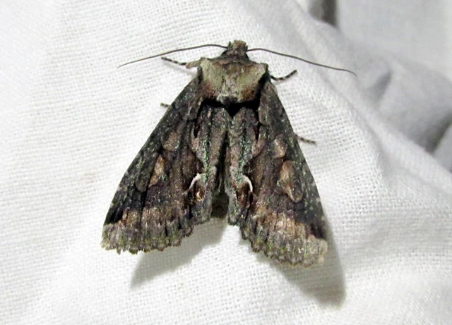 Allophyes oxyacanthae - galagonyabagoly
