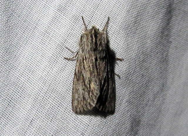 Asteroscopus sphinx - csillagnéző bundásbagoly