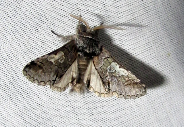 Diloba caeruleocephala - őszi kékesbagoly