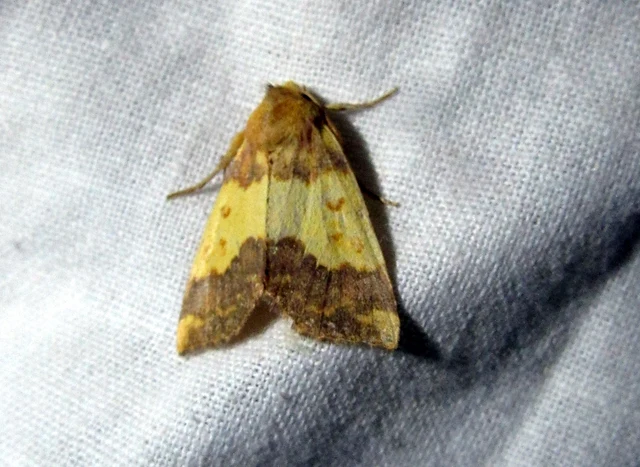Tiliacea aurago - aranyló sárgabagoly