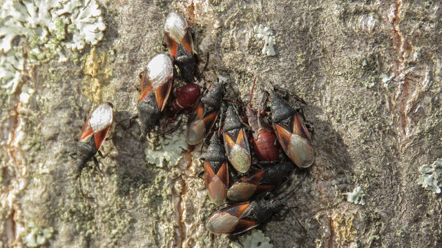 Oxycarenus lavaterae - hársbodobács