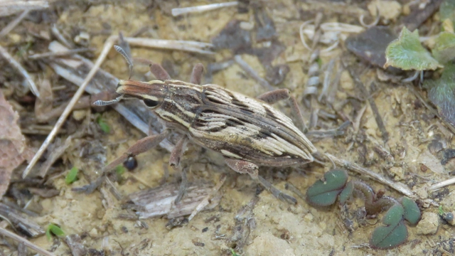 Coniocleonus nigrosuturatus - nyíljegyes barkó