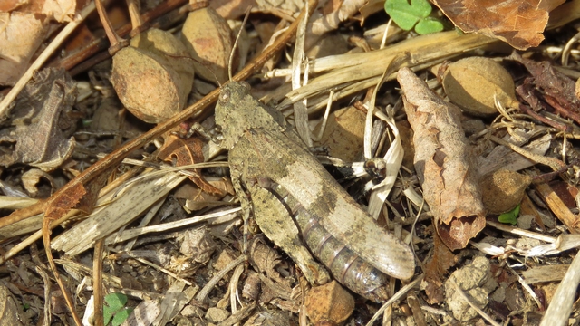 Oedipoda caerulescens - kékszárnyú sáska
