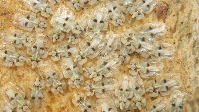 Corythucha ciliata - platán-csipkéspoloska