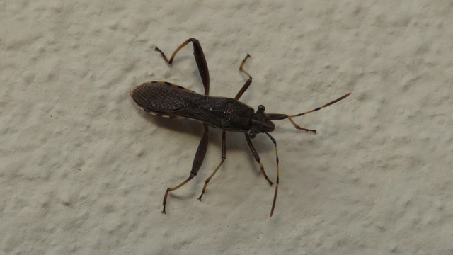 Camptopus lateralis - görbelábú karimáspoloska