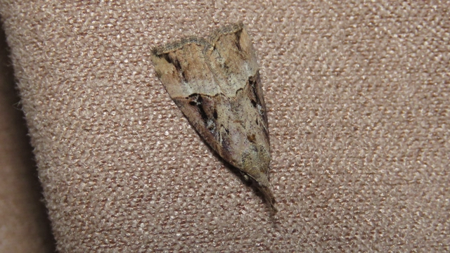 Hypena rostralis - közönséges karcsúbagoly