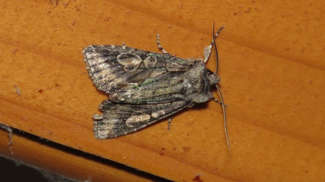 Allophyes oxyacanthae - galagonyabagoly