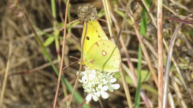 Colias erate - csángó-kéneslepke