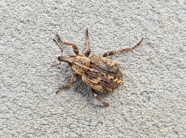 Brachypera dauci - gólyaorr-gubósormányos