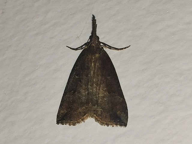 Hypena rostralis - közönséges karcsúbagoly