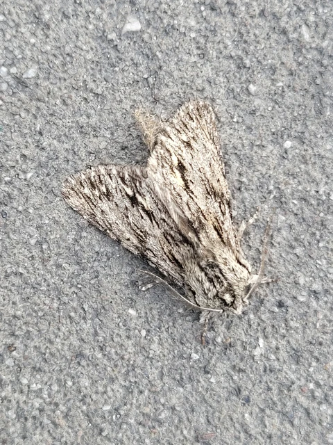 Asteroscopus sphinx - csillagnéző bundásbagoly