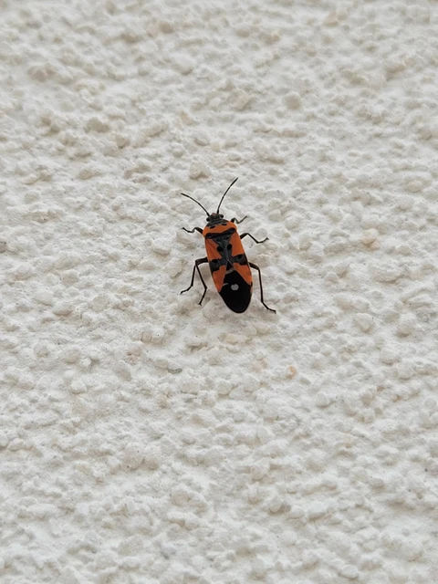 Lygaeus equestris/simulans