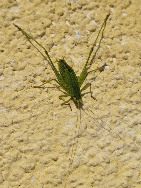 Phaneroptera nana - pontozott repülőszöcske