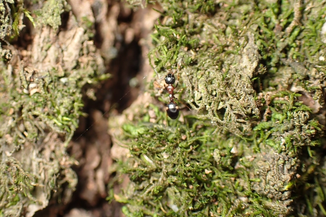 Dolichoderus quadripunctatus - négypettyes erdeihangya