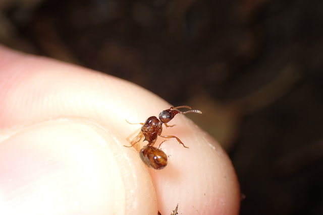 Aphaenogaster subterranea - vörös karcsúhangya