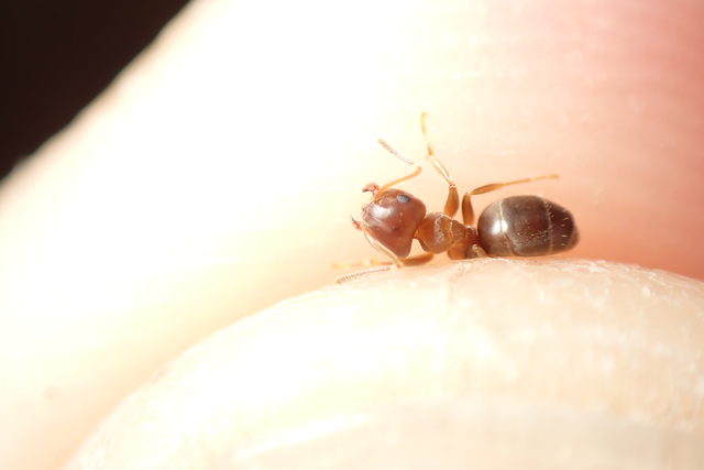 Lasius brunneus - rozsdáshátú feketehangya
