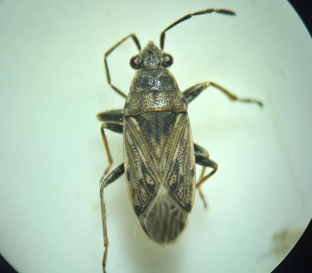 Peritrechus