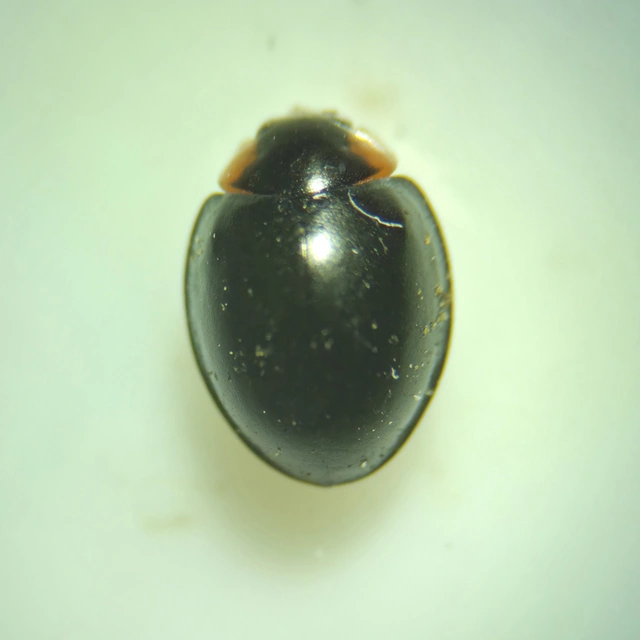 Parexochomus nigromaculatus - egyszínű szerecsenkata