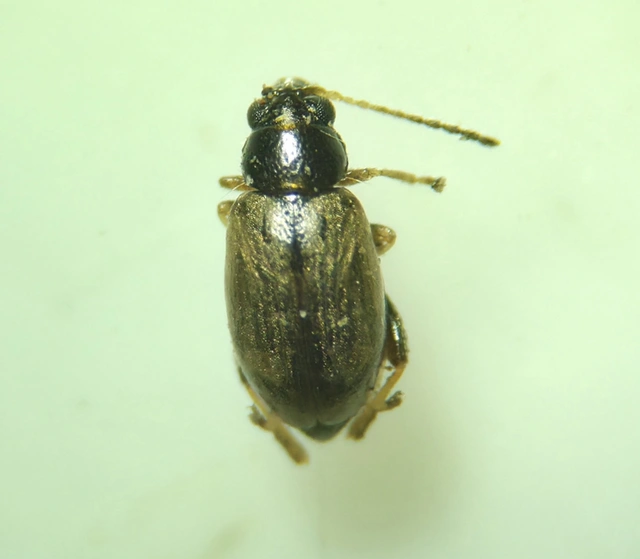 Longitarsus