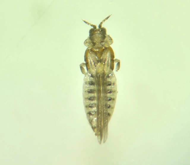Thysanoptera - Tripszek