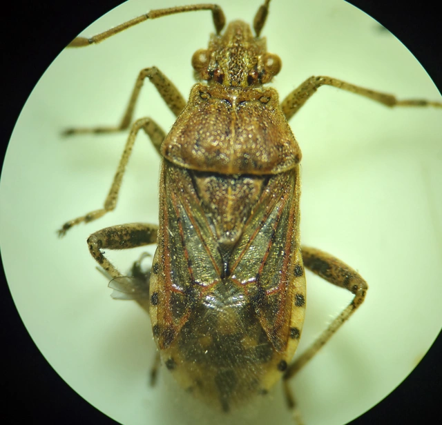 Rhopalidae - üvegpoloskák