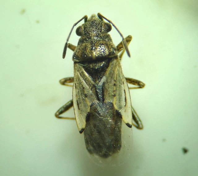 Nysius