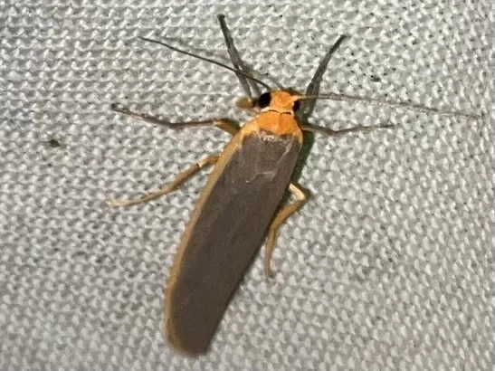 Eilema complana - közönséges zuzmószövő
