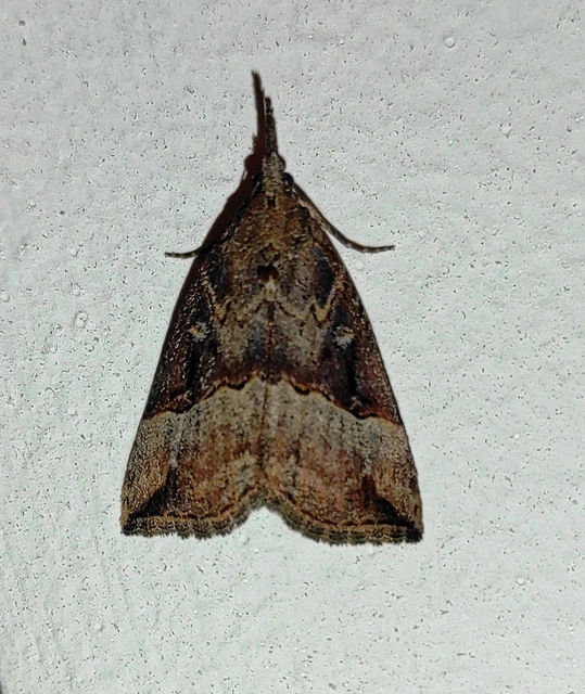 Hypena rostralis - közönséges karcsúbagoly