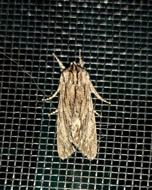 Asteroscopus sphinx - csillagnéző bundásbagoly