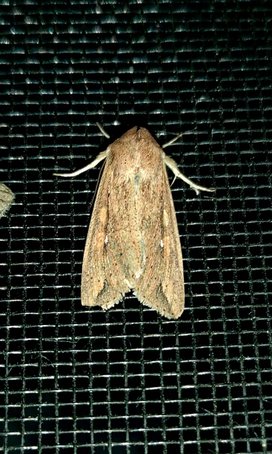 Mythimna unipuncta - hordabagoly