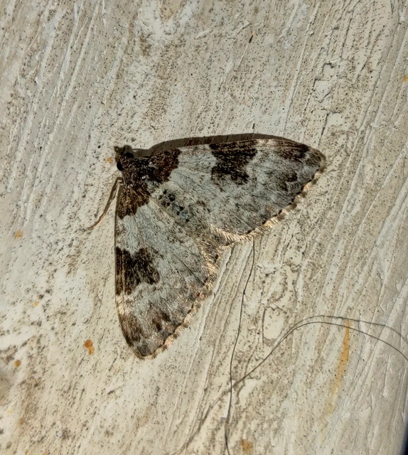 Xanthorhoe fluctuata - közönséges tarkaaraszoló