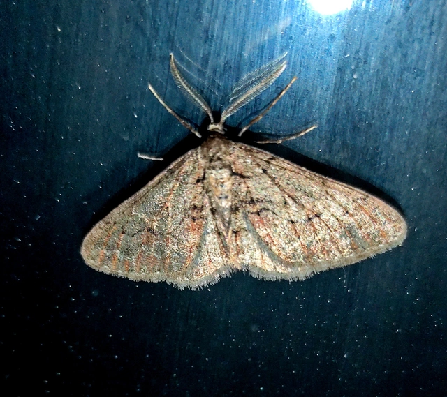 Agriopis bajaria - kökény-téliaraszoló