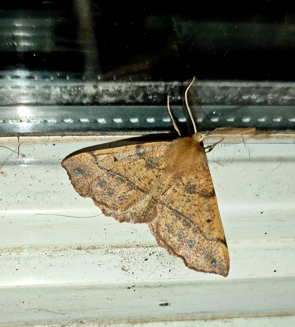 Colotois pennaria - tollascsápú araszoló