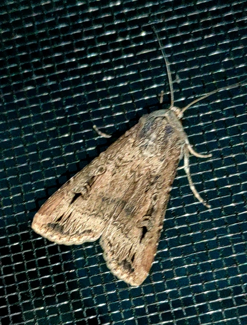 Agrotis ipsilon - nagy földibagoly