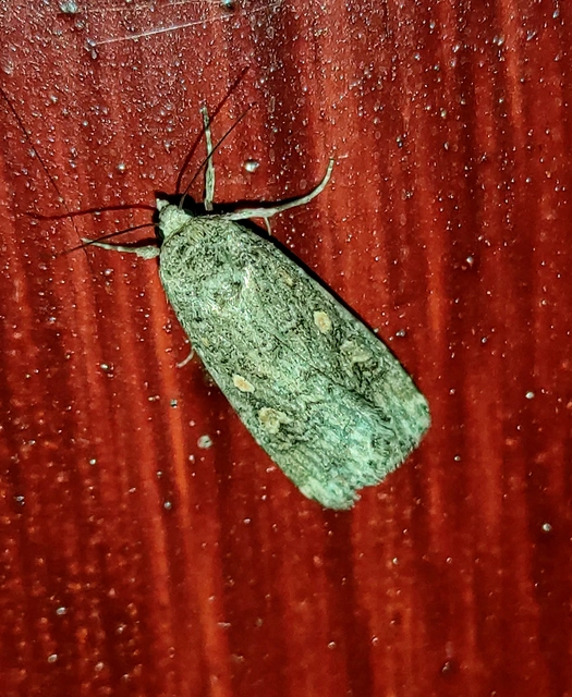 Spodoptera exigua - apró jegyesbagoly