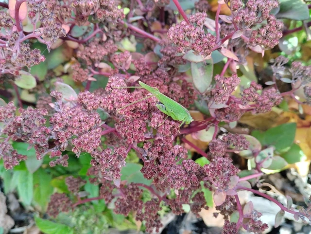 Phaneroptera