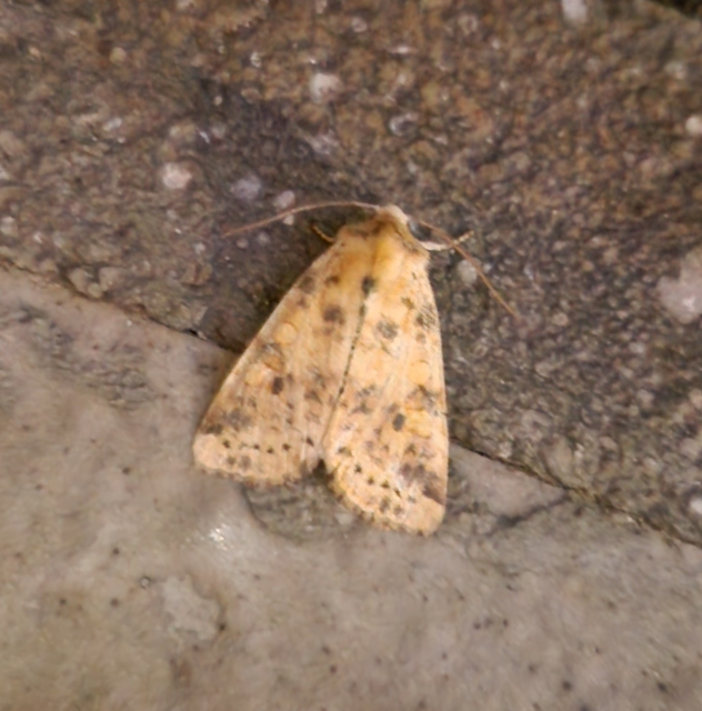 Cirrhia gilvago - foltos sárgabagoly