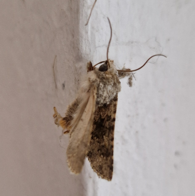 Hecatera dysodea - parajbagoly