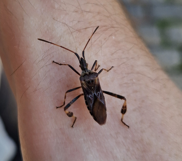 Leptoglossus occidentalis - nyugati levéllábú poloska Leptoglossus occidentalis - nyugati levéllábú poloska