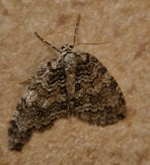 Epirrita christyi/dilutata