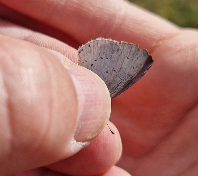 Celastrina argiolus - bengeboglárka
