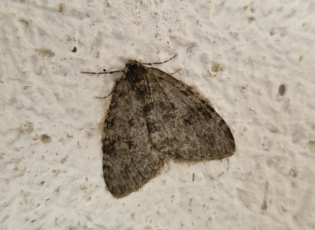 Epirrita christyi/dilutata